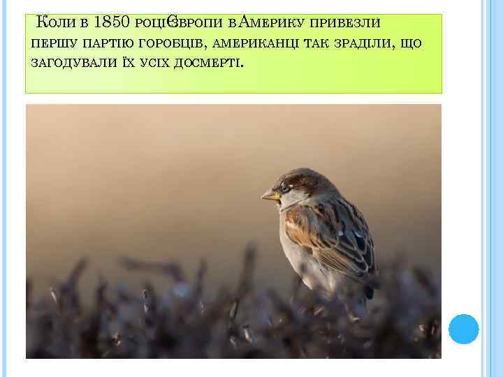 КОЛИ В 1850 РОЦІЄВРОПИ В АМЕРИКУ ПРИВЕЗЛИ З ПЕРШУ ПАРТІЮ ГОРОБЦІВ, АМЕРИКАНЦІ ТАК ЗРАДІЛИ,