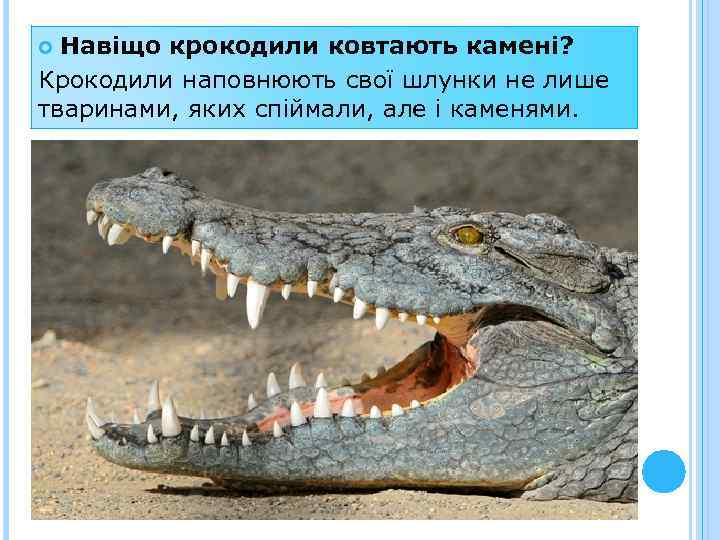 Навіщо крокодили ковтають камені? Крокодили наповнюють свої шлунки не лише тваринами, яких спіймали, але