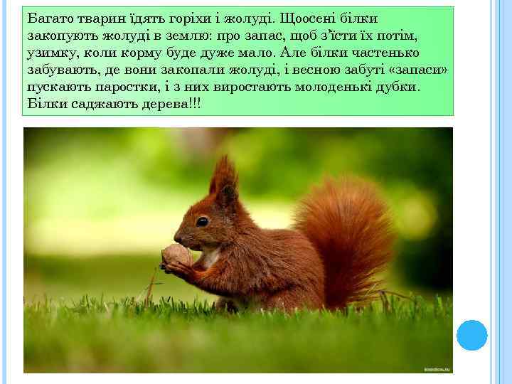 Багато тварин їдять горіхи і жолуді. Щоосені білки закопують жолуді в землю: про запас,