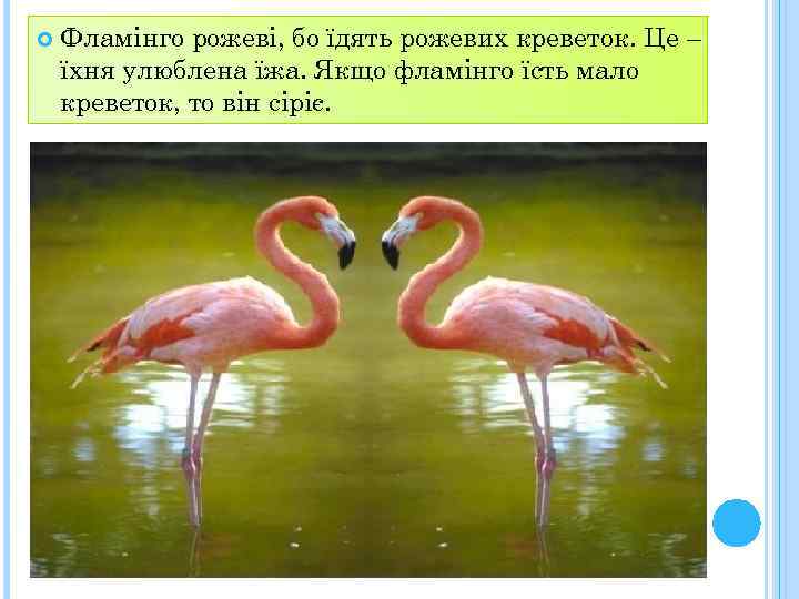  Фламінго рожеві, бо їдять рожевих креветок. Це – їхня улюблена їжа. Якщо фламінго