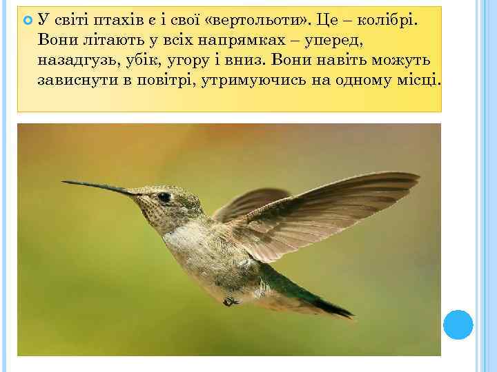  У світі птахів є і свої «вертольоти» . Це – колібрі. Вони літають