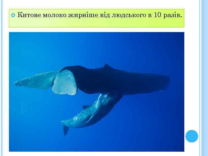  Китове молоко жирніше від людського в 10 разів. 