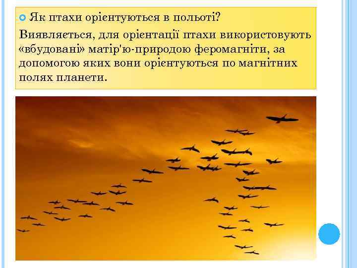 Як птахи орієнтуються в польоті? Виявляється, для орієнтації птахи використовують «вбудовані» матір'ю-природою феромагніти, за