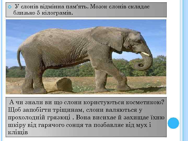  У слонів відмінна пам'ять. Мозок слонів складає близько 5 кілограмів. А чи знали