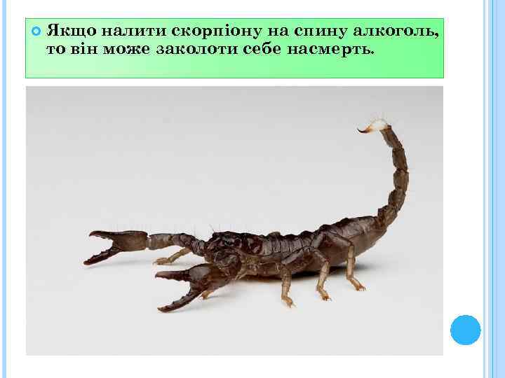  Якщо налити скорпіону на спину алкоголь, то він може заколоти себе насмерть. 