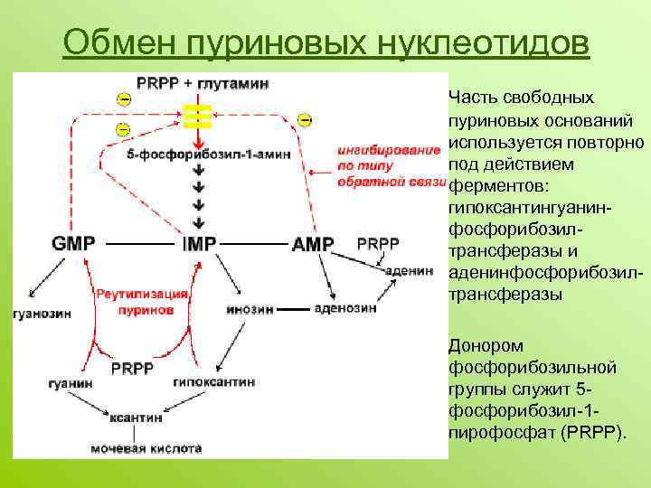 Обмен пуриновых нуклеотидов Часть свободных пуриновых оснований используется повторно под действием ферментов: гипоксантингуанинфосфорибозилтрансферазы и