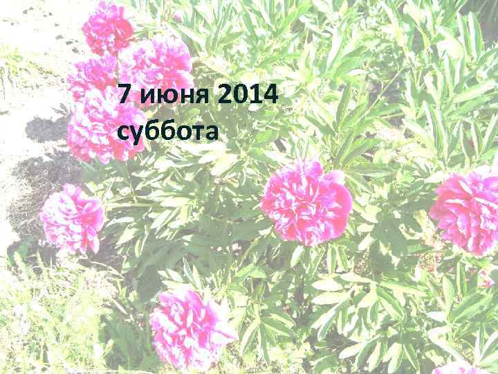 7 июня 2014 суббота 