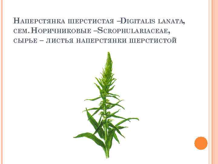 НАПЕРСТЯНКА ШЕРСТИСТАЯ –DIGITALIS LANATA, СЕМ. НОРИЧНИКОВЫЕ –SCROPHULARIACEAE, СЫРЬЕ – ЛИСТЬЯ НАПЕРСТЯНКИ ШЕРСТИСТОЙ 