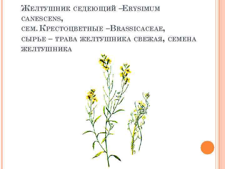 ЖЕЛТУШНИК СЕДЕЮЩИЙ –ERYSIMUM CANESCENS, СЕМ. КРЕСТОЦВЕТНЫЕ –BRASSICACEAE, СЫРЬЕ – ТРАВА ЖЕЛТУШНИКА СВЕЖАЯ, СЕМЕНА ЖЕЛТУШНИКА