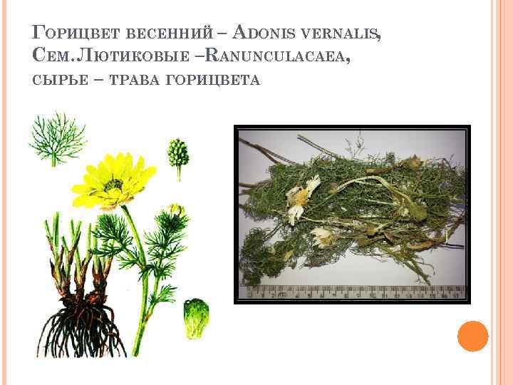 ГОРИЦВЕТ ВЕСЕННИЙ – ADONIS VERNALIS, СЕМ. ЛЮТИКОВЫЕ –RANUNCULACAEA, СЫРЬЕ – ТРАВА ГОРИЦВЕТА 