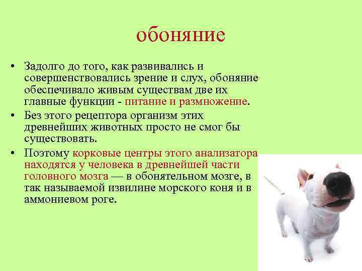 Развитое обоняние. Обоняние животных. Орган обоняния у животных. Обоняние млекопитающих. Функции обоняния.