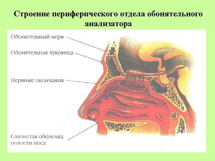 Обонятельная область носа