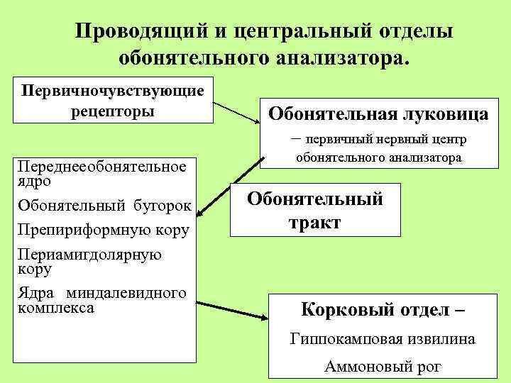 Проводящий и центральный отделы обонятельного анализатора. Первичночувствующие рецепторы Переднее обонятельное ядро Обонятельный бугорок Препириформную