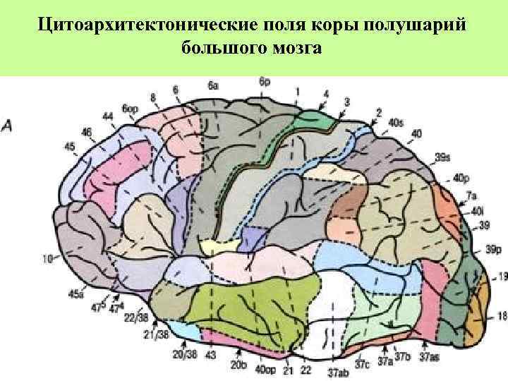 Цитоархитектонические поля коры полушарий большого мозга 