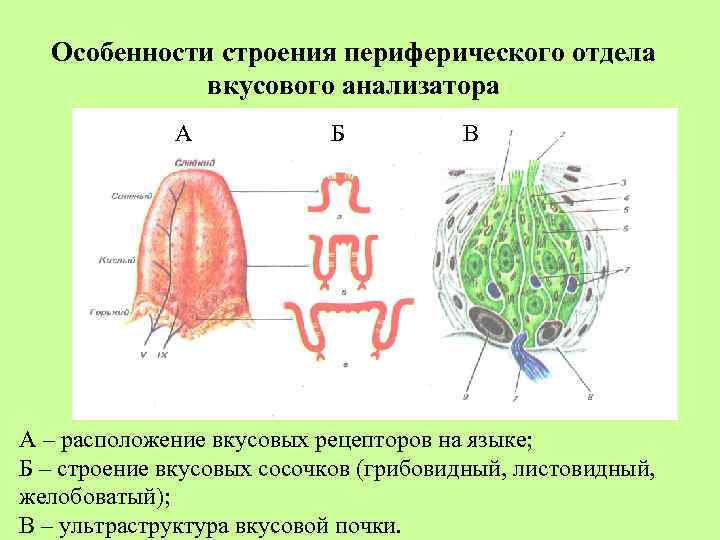 Дополните схему строение периферического отдела вкусового анализатора