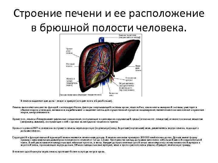 Строение печени и ее расположение в брюшной полости человека. В печени выделяют две доли