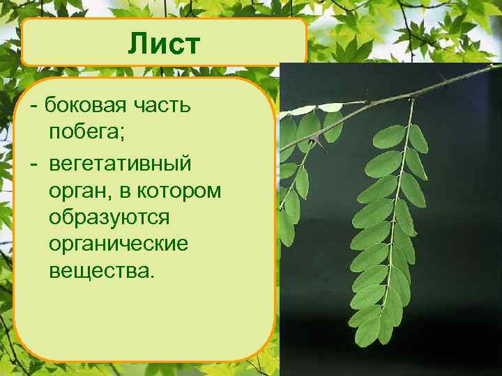 Лист - боковая часть побега; - вегетативный орган, в котором образуются органические вещества. 