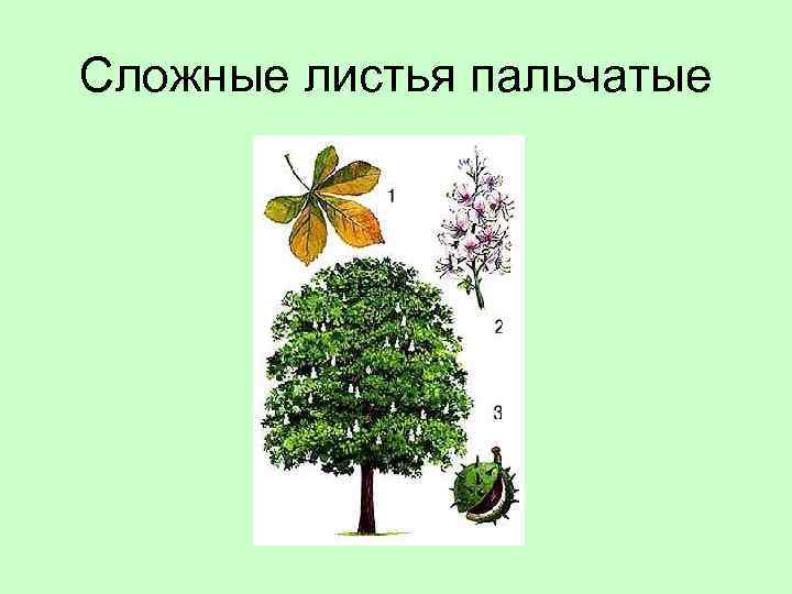 Сложные листья пальчатые 