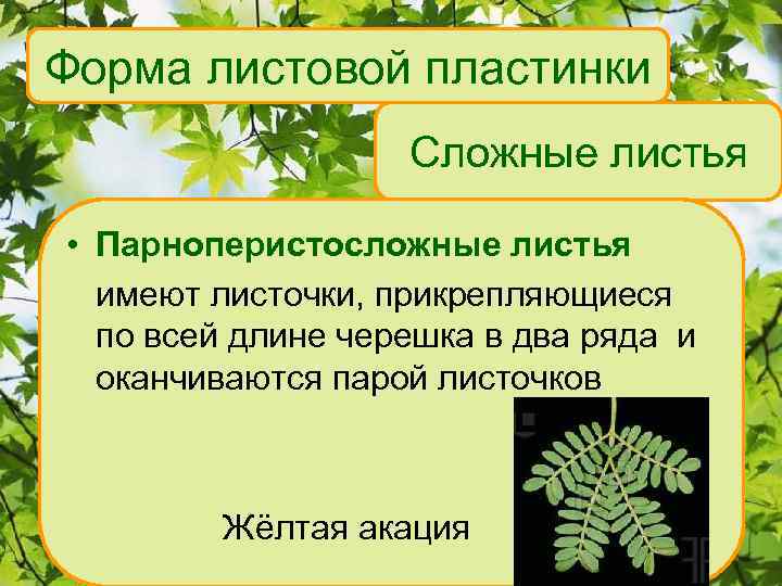 Форма листовой пластинки Сложные листья • Парноперистосложные листья имеют листочки, прикрепляющиеся по всей длине