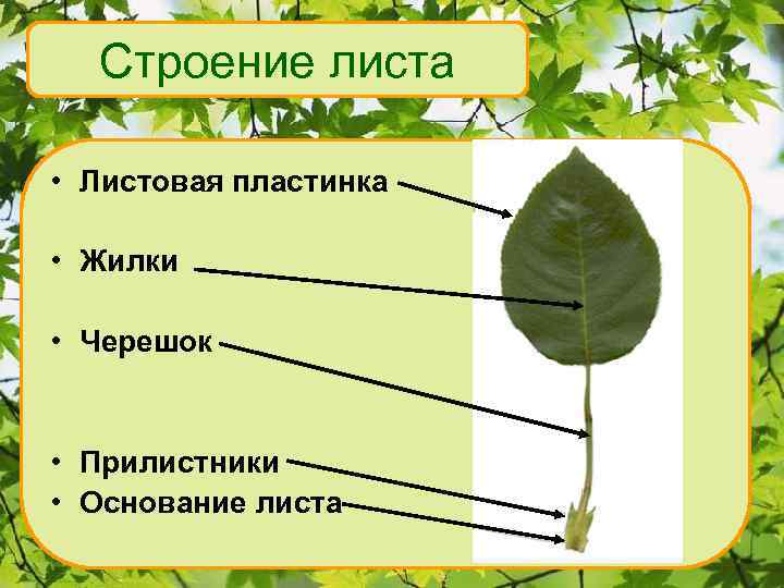 Строение листа • Листовая пластинка • Жилки • Черешок • Прилистники • Основание листа