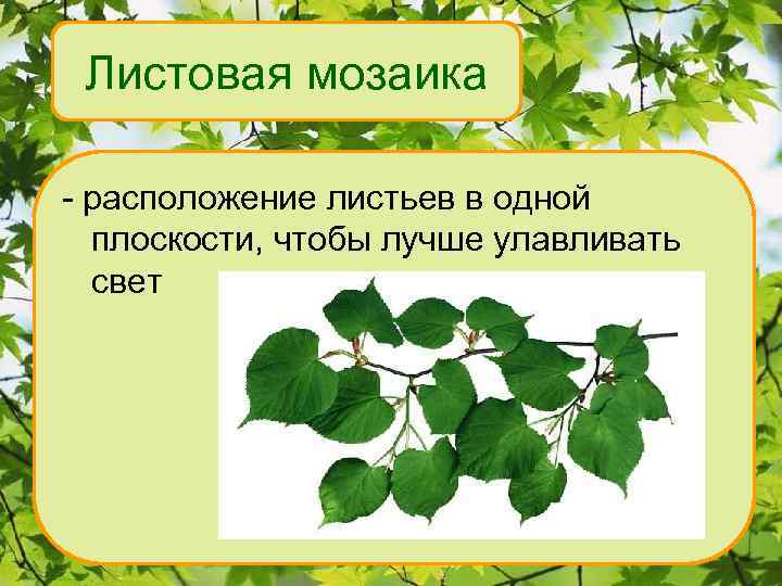 Листовая мозаика - расположение листьев в одной плоскости, чтобы лучше улавливать свет 