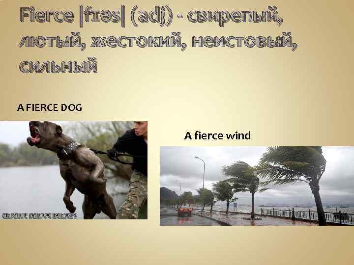 Fierce |fɪəs| (adj) - свирепый, лютый, жестокий, неистовый, сильный A FIERCE DOG A fierce