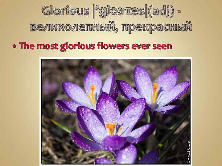 Glorious |’ɡlɔ: rɪəs|(adj) -  великолепный, прекрасный The most glorious flowers ever seen 
