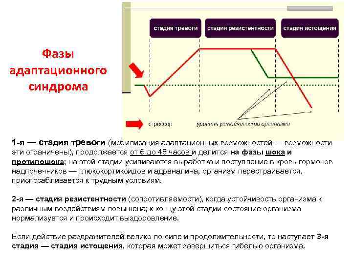 Фазы адаптационного синдрома 1 -я — стадия тревоги (мобилизация адаптационных возможностей — возможности эти