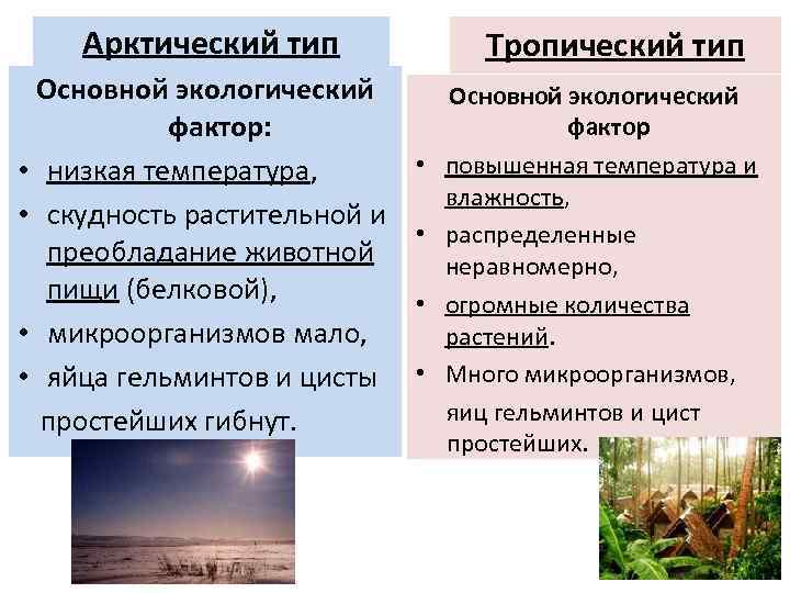 Арктический тип Основной экологический фактор: • низкая температура, • скудность растительной и преобладание животной