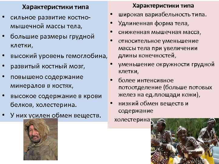  • • Характеристики типа сильное развитие костномышечной массы тела, большие размеры грудной клетки,