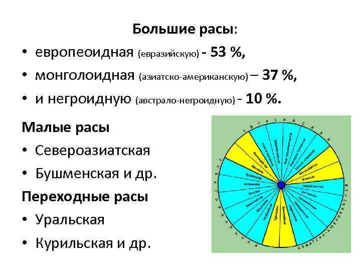 Большие расы: • европеоидная (евразийскую) - 53 %, • монголоидная (азиатско-американскую) – 37 %,