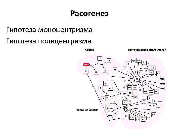 Расогенез Гипотеза моноцентризма Гипотеза полицентризма 