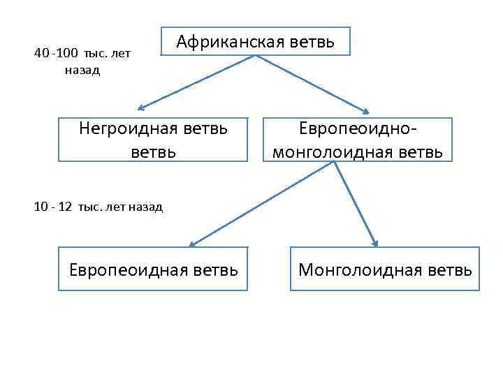 40 -100 тыс. лет назад Африканская ветвь Негроидная ветвь Европеоидномонголоидная ветвь 10 - 12