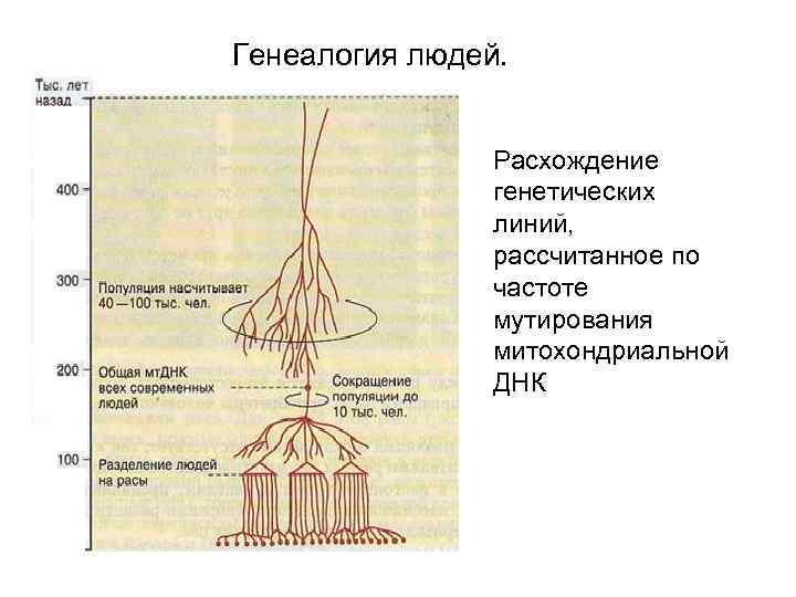 Генеалогия людей. Расхождение генетических линий, рассчитанное по частоте мутирования митохондриальной ДНК 