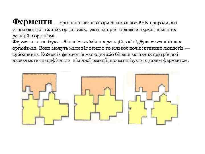 Ферменти — органічні каталізатори білкової або РНК природи, які утворюються в живих організмах, здатних