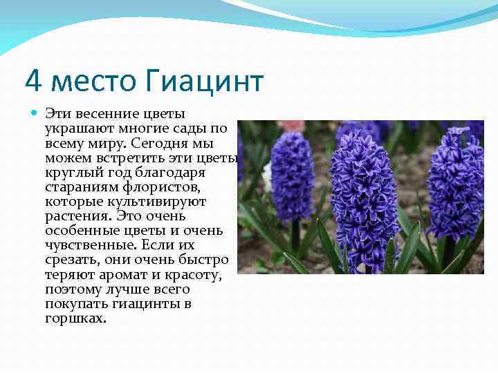 4 место Гиацинт Эти весенние цветы украшают многие сады по всему миру. Сегодня мы