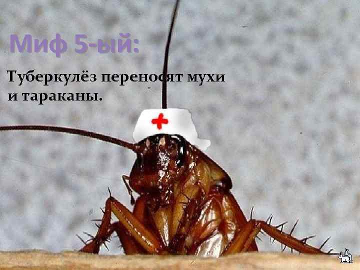 Миф 5 -ый: Туберкулёз переносят мухи и тараканы. 