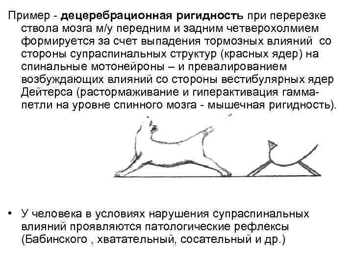 Пример - децеребрационная ригидность при перерезке ствола мозга м/у передним и задним четверохолмием формируется