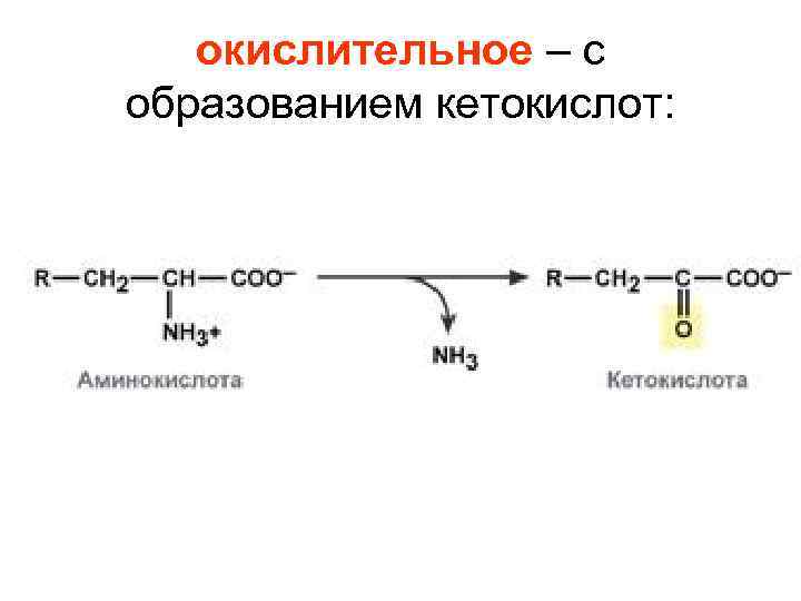 окислительное – с образованием кетокислот: 