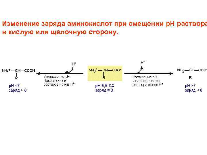 Аминокислоты поурочный план