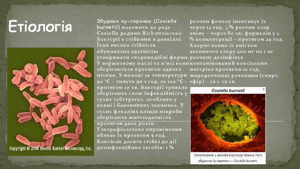 Етіологія Збудник ку-гарячки ( Coxiella розчин фенолу інактивує їх burnetii) належить до роду через