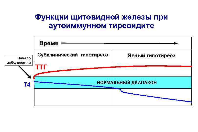 Функция динамика. Динамика функции щитовидной железы при АИТ.