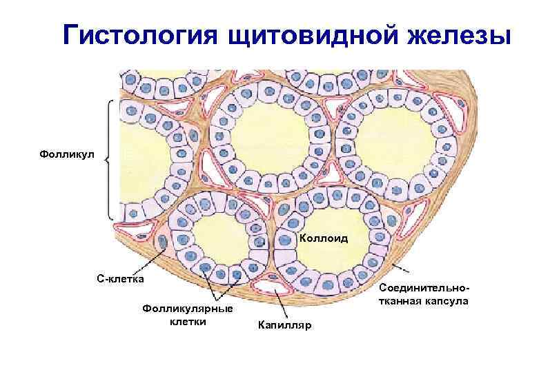 Гистология щитовидной железы Фолликул Коллоид С-клетка Фолликулярные клетки Соединительнотканная капсула Капилляр 