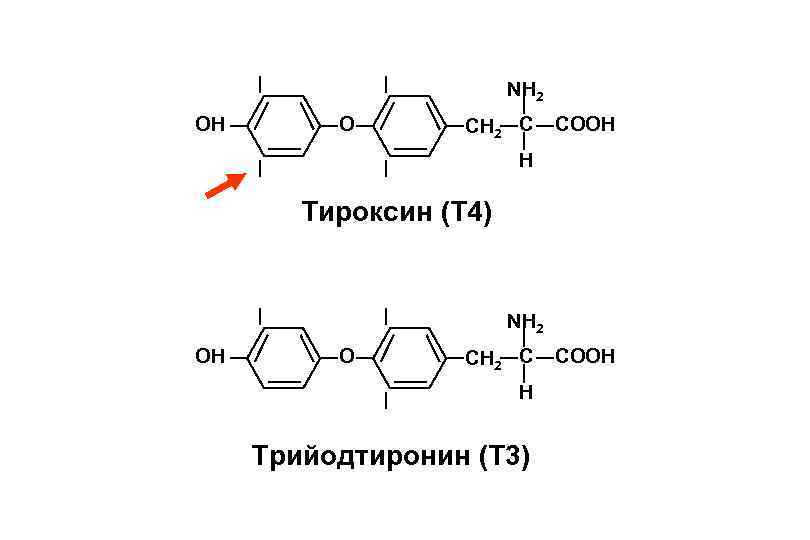 I OH I O I NH 2 C COOH H I Тироксин (Т 4)