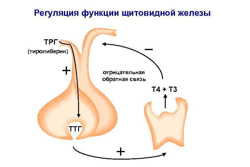 Регуляция функции щитовидной железы ТРГ − (тиролиберин) + отрицательная обратная связь Т 4 +