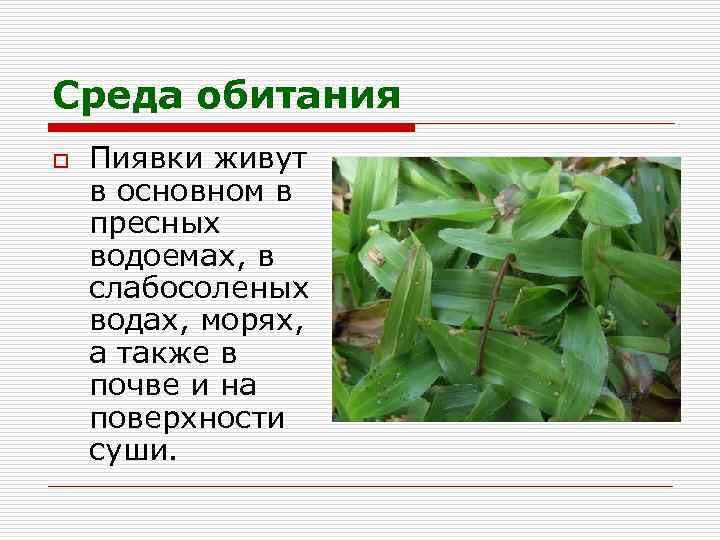 Среда обитания o Пиявки живут в основном в пресных водоемах, в слабосоленых водах, морях,