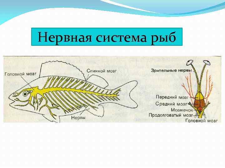 Нервная система рыб 