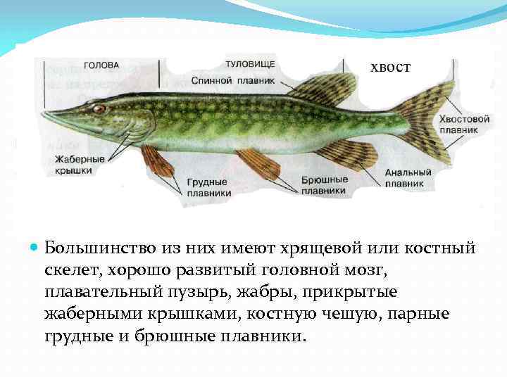  Большинство из них имеют хрящевой или костный скелет, хорошо развитый головной мозг, плавательный