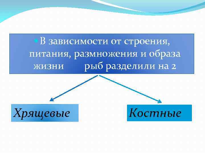 Используя рисунки в тексте параграфа выявите особенности строения и образа жизни представителей