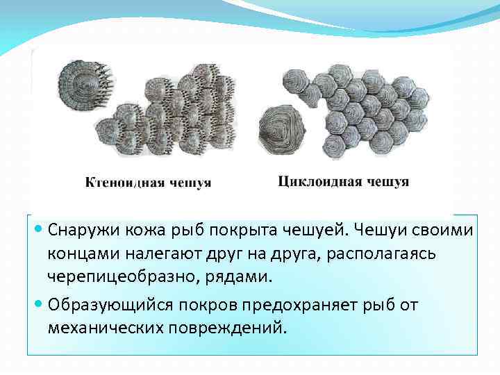  Снаружи кожа рыб покрыта чешуей. Чешуи своими концами налегают друг на друга, располагаясь